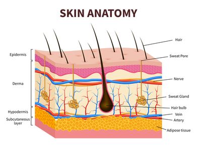 Aufbau der Haut